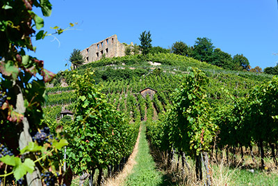 Der Schlossberg mit Burgruine in Staufen