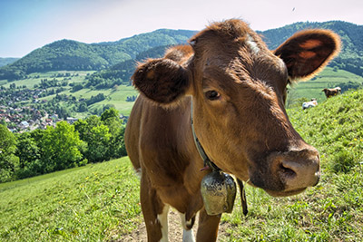 Kühe leben bei uns auf dem Hof und in der Schwarzwaldregion